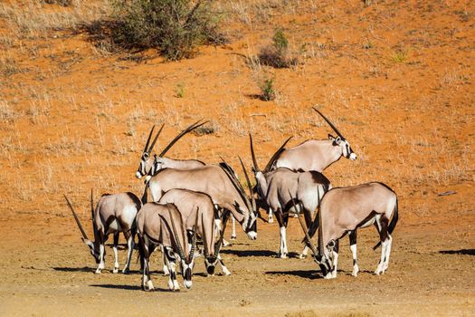 Small group of South African Oryx grazing in desert in Kgalagadi transfrontier park, South Africa; specie Oryx gazella family of Bovidae