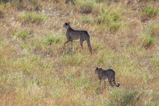Two Cheetah walking up in grass in Kgalagadi transfrontier park, South Africa ; Specie Acinonyx jubatus family of Felidae