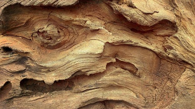 Rough textured knot on tree trunk closeup. Old wood bark texture. Natural tree trunk cracked surface closeup. Tree bark background.