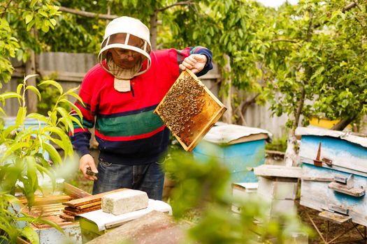 Beekeeper working collect honey. Beekeeping concept.