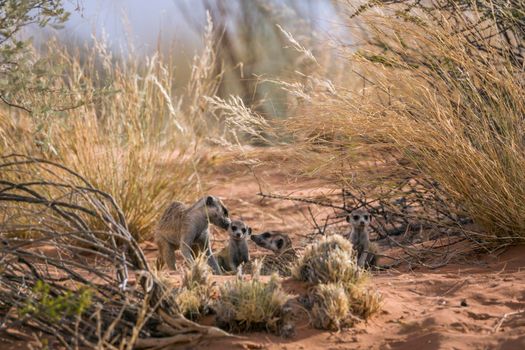 Meerkat famliy group bonding and playing in Kgalagadi transfrontier park, South Africa; specie Suricata suricatta family of Herpestidae