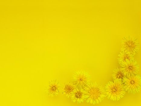 Background of flowers, yellow dandelions heads. dandelions on yellow