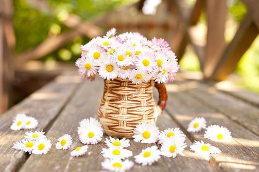 Small bouquet of daisies in the cup on grunge wooden board against green background Small floral present Daisy Bellis perennis garden flowers