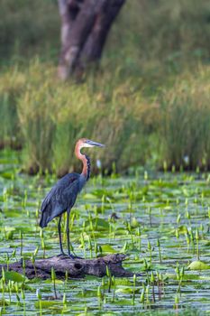 Specie Ardea goliath family of Ardeidae