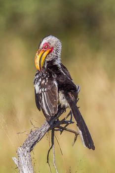 Specie Tockus leucomelas family of Bucerotidae