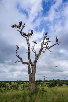 Specie Ciconia ciconia family of Ciconiidae