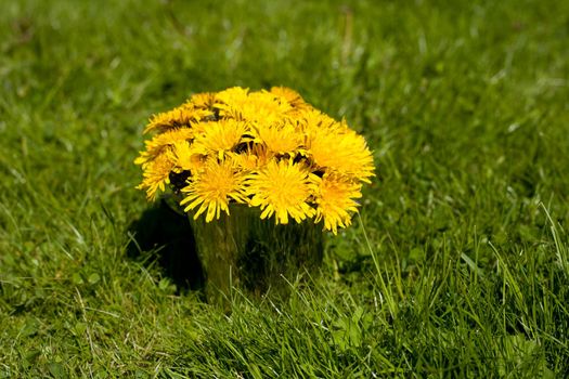 Dandelions flowers in a metallic retro pot on the green grass. summer time background