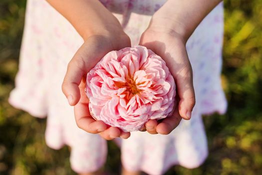 A small kid's hand holding a beautiful flower rose.