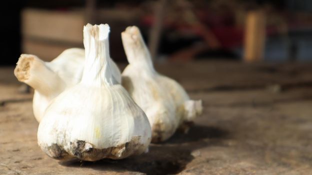 Three heads of Messidor garlic on a wooden background. This variety is high yielding, good quality, ripens early and has high yields. The main color of dry outer scales is yellowish white