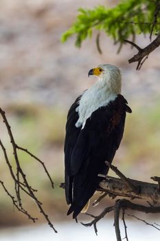 specie Haliaeetus vocifer family of Accipitridae