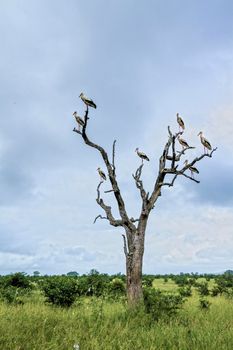 Specie Ciconia ciconia family of Ciconiidae