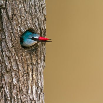 Specie Halcyon senegalensis family of Alcedinidae