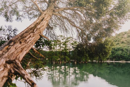 Green cypresses trees growing in the lake Sukko in summer, Anapa, Russia.