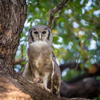 Specie Bubo lacteus family of Strigidae