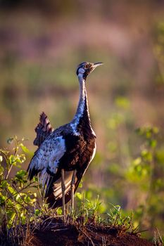 Specie Lissotis melanogaster family of Otididae