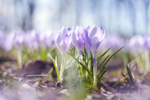 lot of purple crocus flowers in spring, beautiful crocus at the park. spring flowers an sun shining