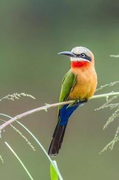 specie Merops bullockoides family of Meropidae