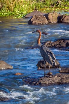 Specie Ardea goliath family of Ardeidae