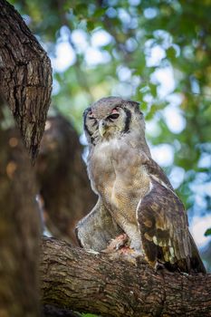 Specie Bubo lacteus family of Strigidae