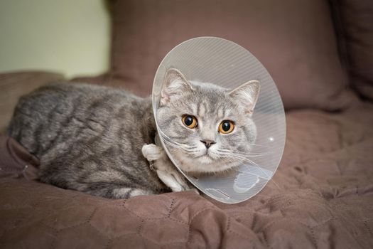 Tired cat gray Scottish Straight breed resting with veterinairy cone after surgery at home on the couch. Animal healthcare concept. After surgery cat's recovery in or E-Collar. Elizabethan Collar.