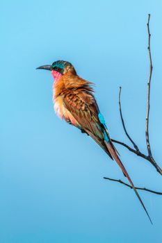 Specie Merops nubicoides family of Meropidae