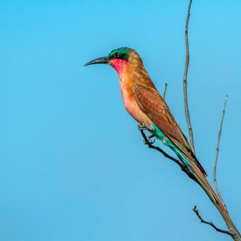 Specie Merops nubicoides family of Meropidae