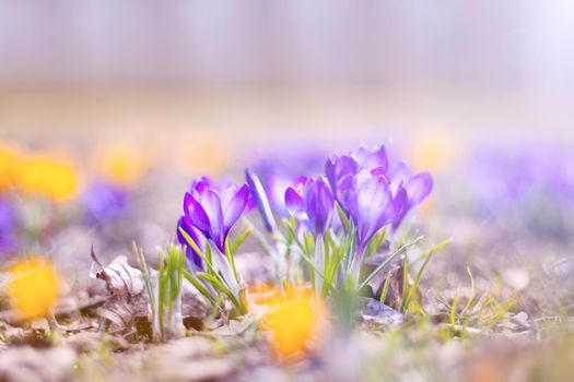 lot of blue and yellow crocus flowers in spring, beautiful crocus at the park. spring flowers and sun shining