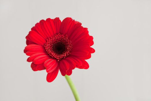 Red daisy macro petals. red gerbera flower on white background. spring concept