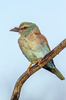 Specie Coracias garrulus family of Coraciidae