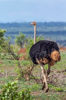 Specie Struthio camelus family of Struthionidae