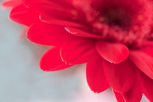 Red daisy macro petals. red gerbera flower on green background