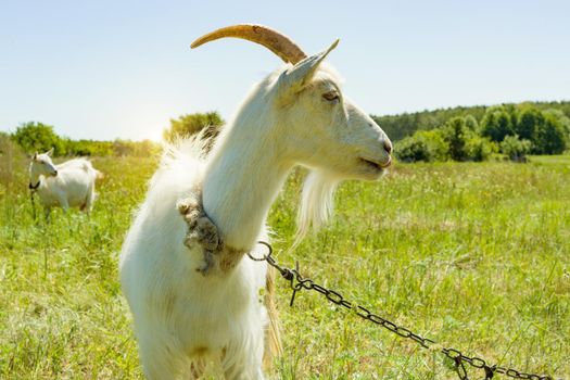 An old white goat in profile, on meadow tied to chain.