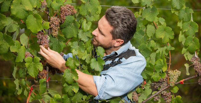 man harvester on summer harvest. enologist farmer picking up grapevine. vinedresser pickup grapes bunch. male vineyard owner. professional winegrower on grape farm.