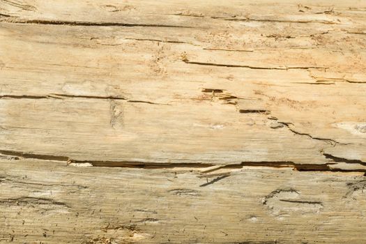 The old wood texture with natural patterns with cracked color, background.