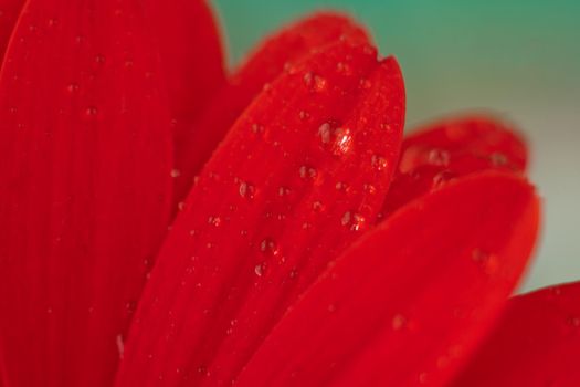 Red daisy macro with water droplets on the petals. red gerbera flower with water drops on green background