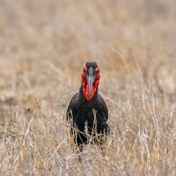 Specie Bucorvus leadbeateri family of Bucerotidae