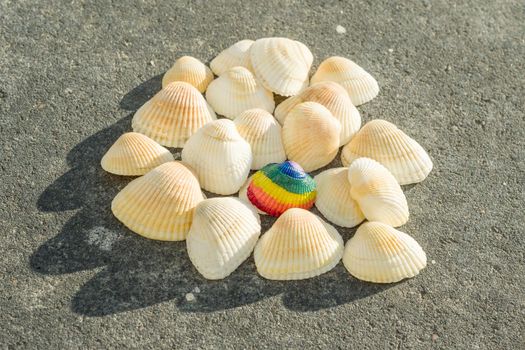 Rainbow shell on the background of white shells