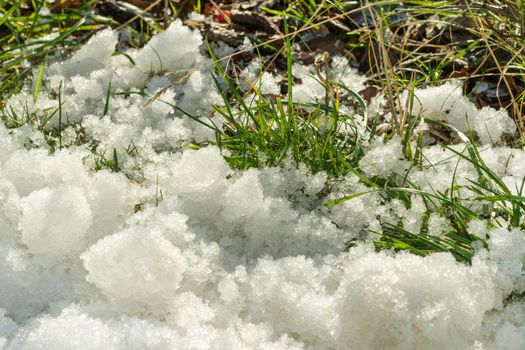 Melting snow on green grass close up - between winter and spring concept background