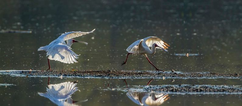 Specie Platalea alba family of Threskiornithidae