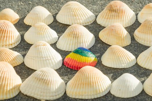 Rainbow shell on the background of white shells.