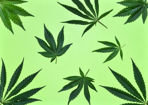 Hemp or cannabis leaves pattern with shades. Close up of fresh Cannabis leaves on green background. Top view, flat lay.