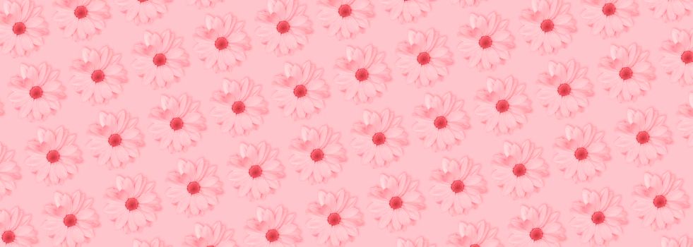 Monochrome pink flower floral long banner or poster. Chamomile or chrysanthemum flower pattern. Top view, flat lay