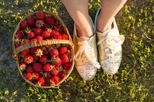 Basket with strawberries, background of green grass and female feet.