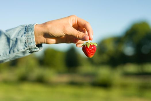 One strawberry in woman's hand. Nature background, rural landscape, green meadow, blue sky,