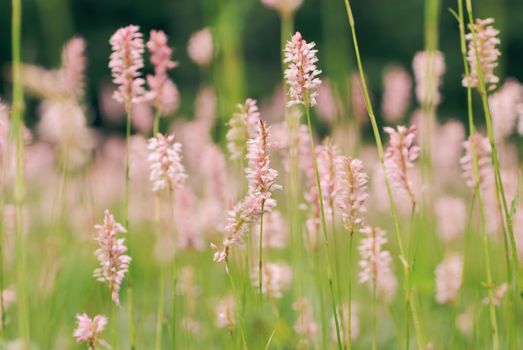 Pink wilflowers in the mountains, nature background