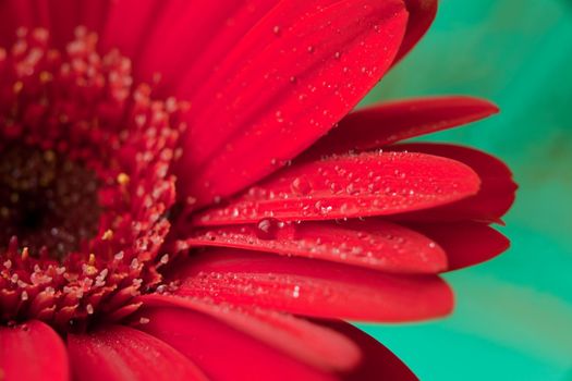 Red daisy macro with water droplets on the petals. red gerbera flower with water drops on green background