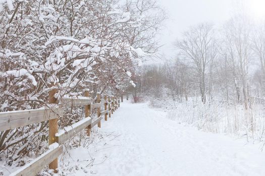 path at winter forest. Winter road running between the frozen trees. Magic rays of the sun fall on the branches of trees.