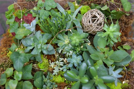 Different types of succulents on a wicker chair with a garland