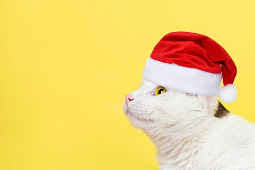 Curious cat in red santa claus hat looking up isolated on yellow background. New year Banner with copy space. Funny cat portrait