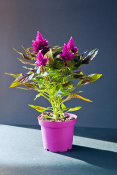 Purple home flowers in beautiful sunlight on blak background and violet pot named Astilbe chinensis Visions in Red